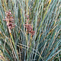 Juncus acutus Juncus acutus