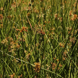 Juncus effusus Juncus effusus