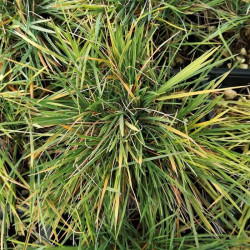 Koeleria glauca 'Coolio'