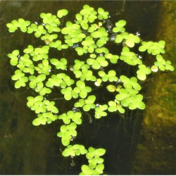 Lemna minor Lemna minor