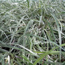 Liriope muscari 'Variegata'