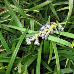 Liriope muscari