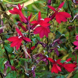 Lobelia cardinalis