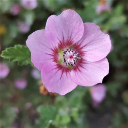 Anisodontea malvastroides