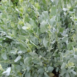 Atriplex halimus Atriplex halimus