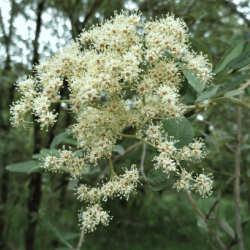 Buddleja saligna