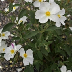 Cistus x argenteus 'Paper Moon'