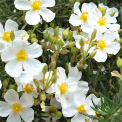 Cistus clusii var. multiflorus