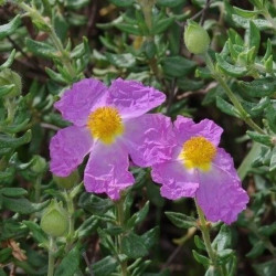Cistus heterophyllus