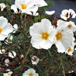 Cistus libanotis 'Major'