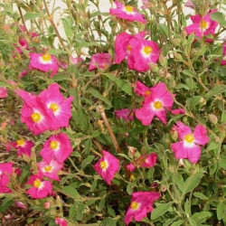 Cistus x argenteus 'Blushing Peggy Sammons'