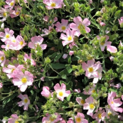 Cistus x lenis 'Grayswood Pink'