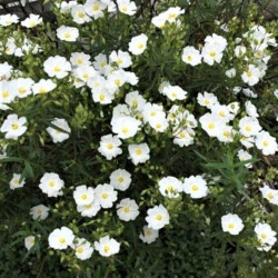 Cistus x verguinii f. albiflorus