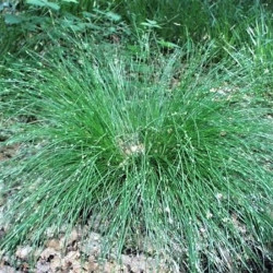 Carex remota