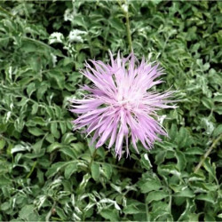 Centaurea simplicicaulis