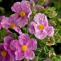 Cistus albidus