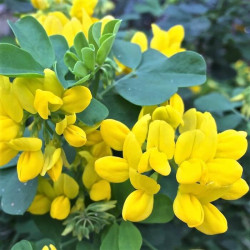 Coronilla glauca 'Citrina'