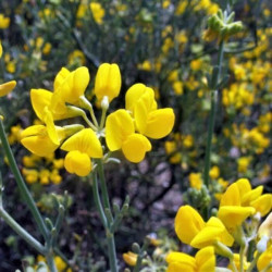 Coronilla juncea