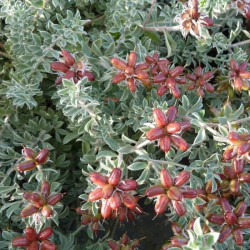 Dorycnium hirsutum 'Fréjorgues'