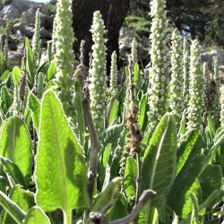 Dorystoechas hastata