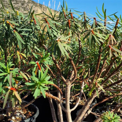 Euphorbia dendroides Euphorbia dendroides