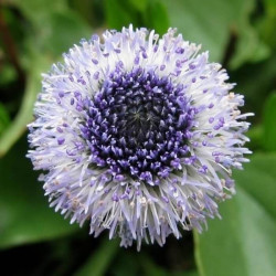 Globularia meridionalis