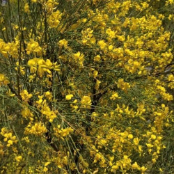 Genista aetnensis Genista aetnensis