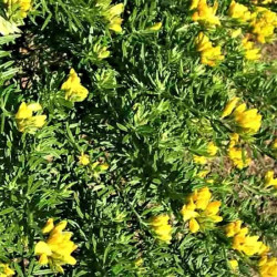 Genista linifolia Genista linifolia