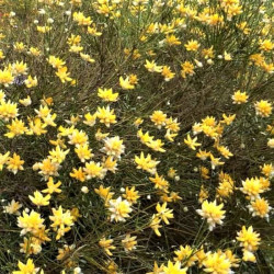 Genista umbellata Genista umbellata