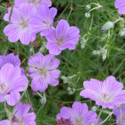 Geranium 'Rambling Robin' Geranium 'Rambling Robin'