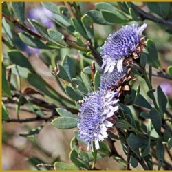 Globularia alypum 'La Durance'