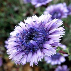 Globularia alypum  Globularia alypum