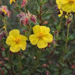 Helianthemum alypoides