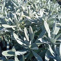 Helichrysum orientale 