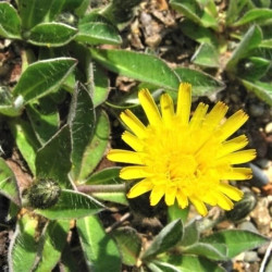 Hieracium pilosella