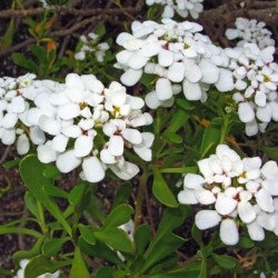 Iberis semperflorens