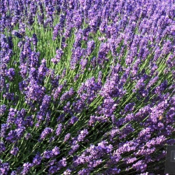 Lavandula angustifolia 'Imperial Gem' Lavandula angustifolia 'Imperial Gem'
