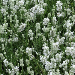 Lavandula x intermedia 'Hidcote White' Lavandula x intermedia 'Hidcote White'