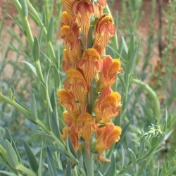 Linaria ventricosa Linaria ventricosa