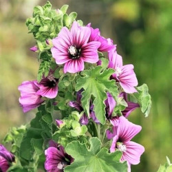 Malva arborea Malva arborea