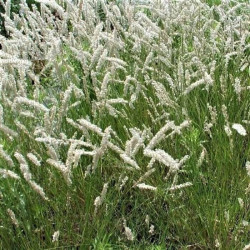 Melica ciliata Melica ciliata