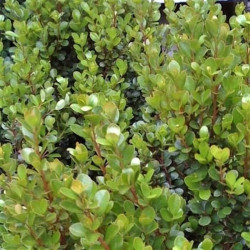 Myrsine africana Myrsine africana