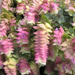 Origanum 'Kent Beauty'