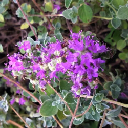 Origanum microphyllum Origanum microphyllum