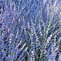 Perovskia atriplicifolia 'Filigran'