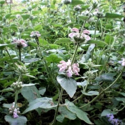 Phlomis bovei ssp maroccana