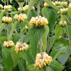 Phlomis russeliana