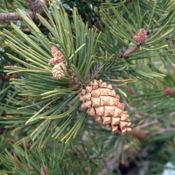 Pinus sylvestris
