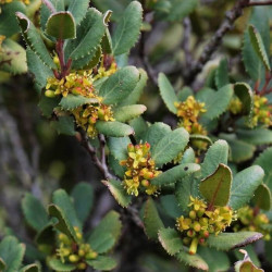 Rhamnus ludovici-salvatoris