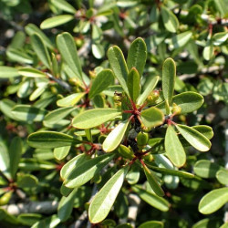 Rhamnus lyciodes